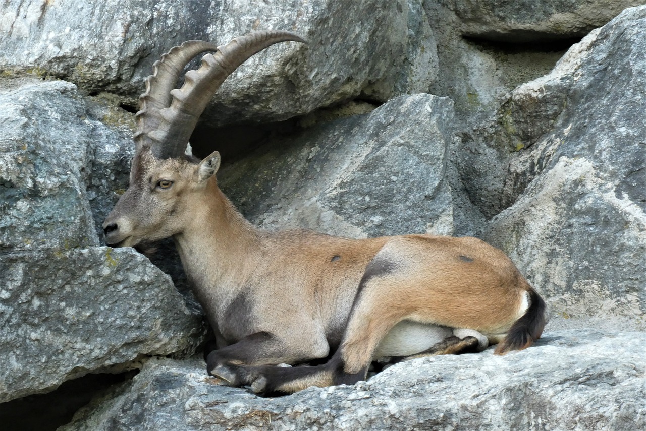 Innsbruck Alpenzoo alpine animals and mountain backdrop