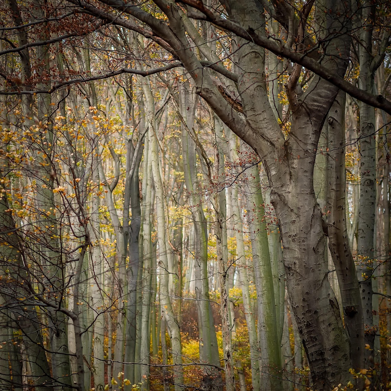 Forest trails in Vienna Woods