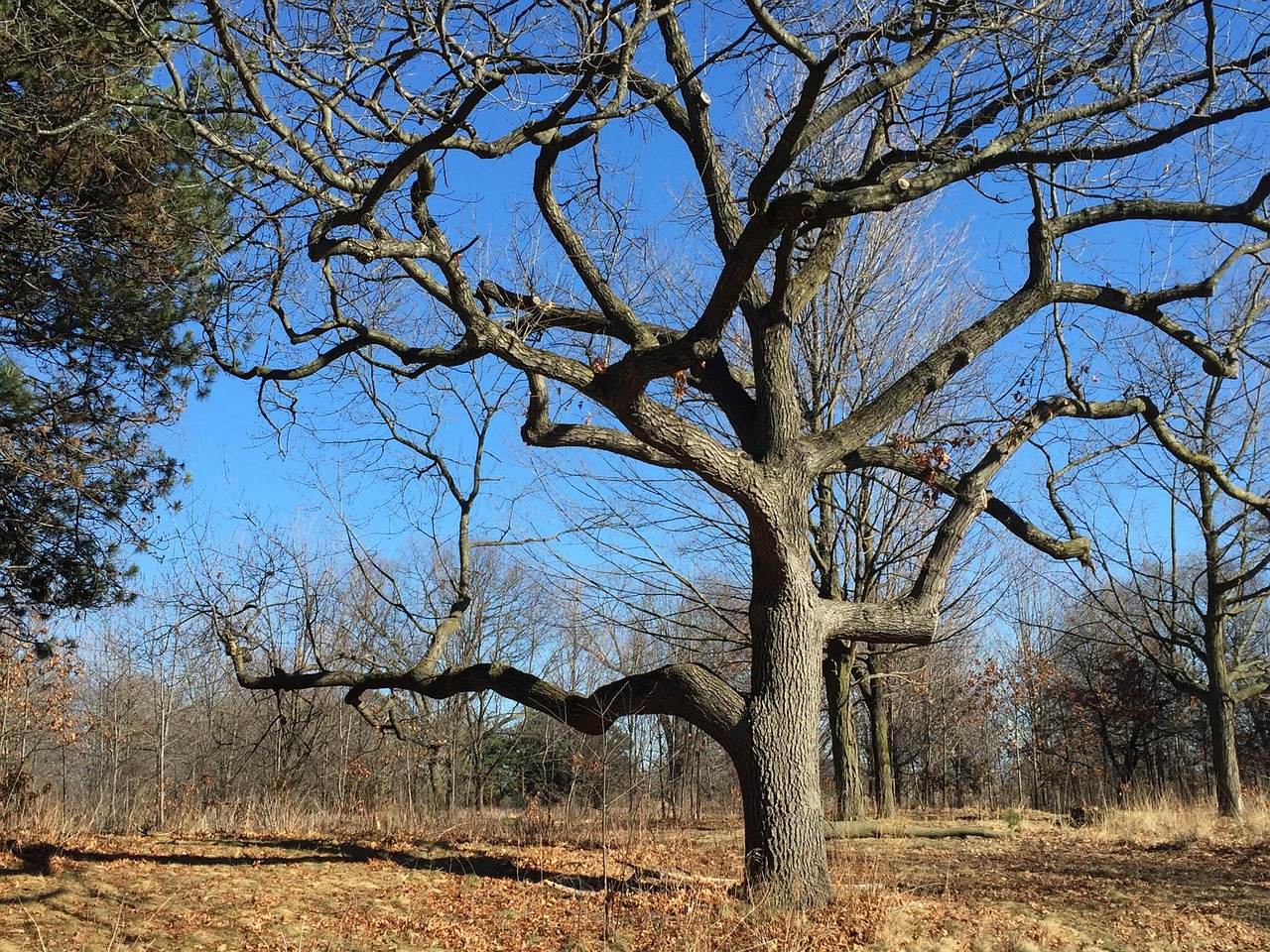 High Park in Toronto