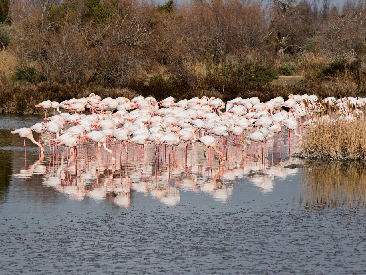 Flamingos in the Camargue near Arles