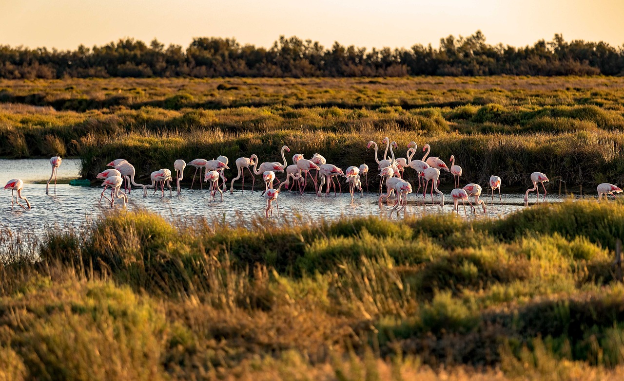 Camargue Regional Nature Park