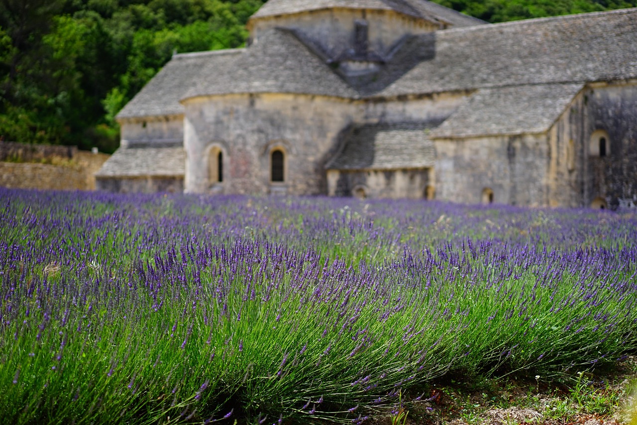 Abbaye de Sénanque with lavender fields in front