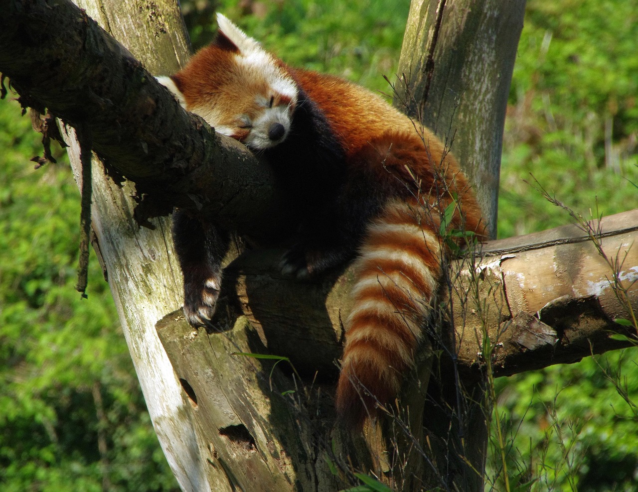 Lille Zoo animals and pathways