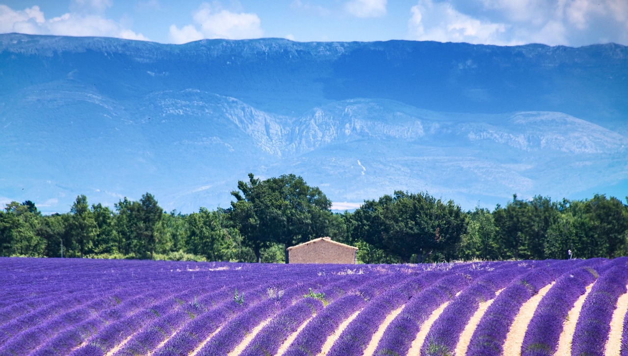 Lavender fields on Valensole Plateau