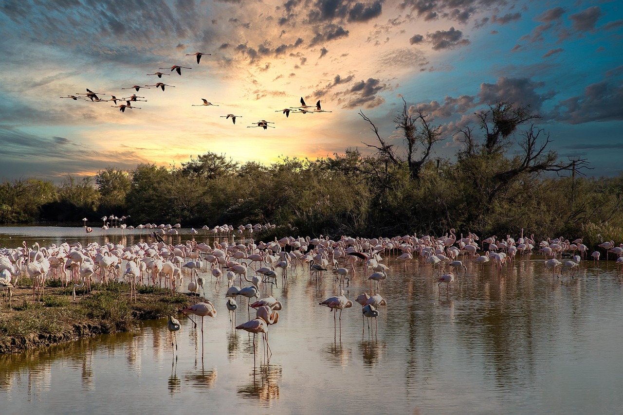 Flamingos in the Camargue near Saintes-Maries-de-la-Mer