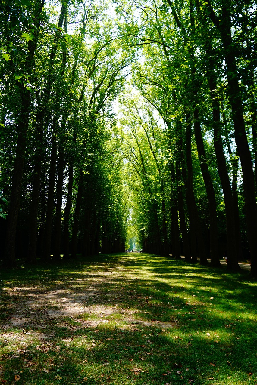 Walking path in the Forest of Versailles