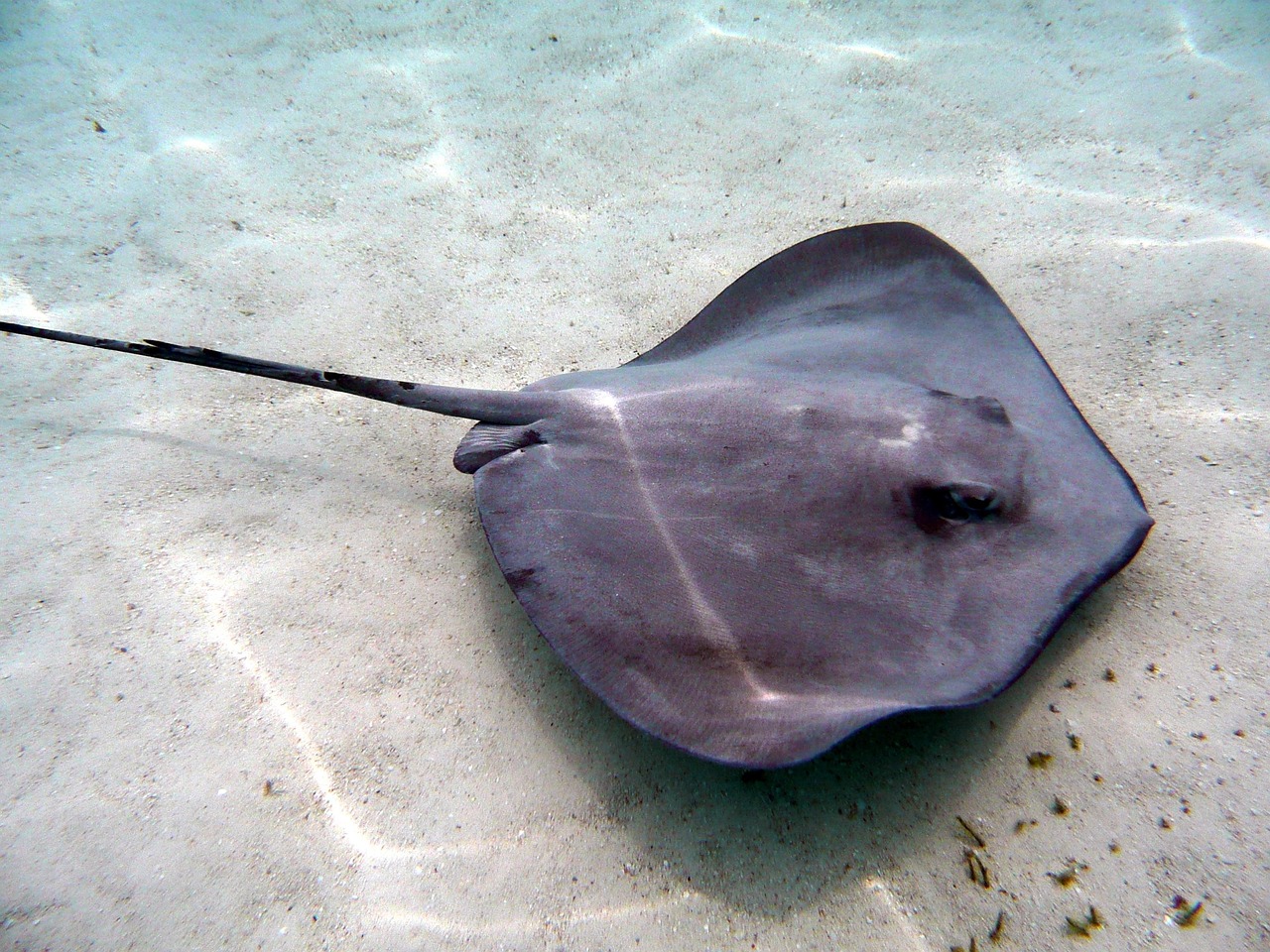 Scuba diving on Tahiti reef