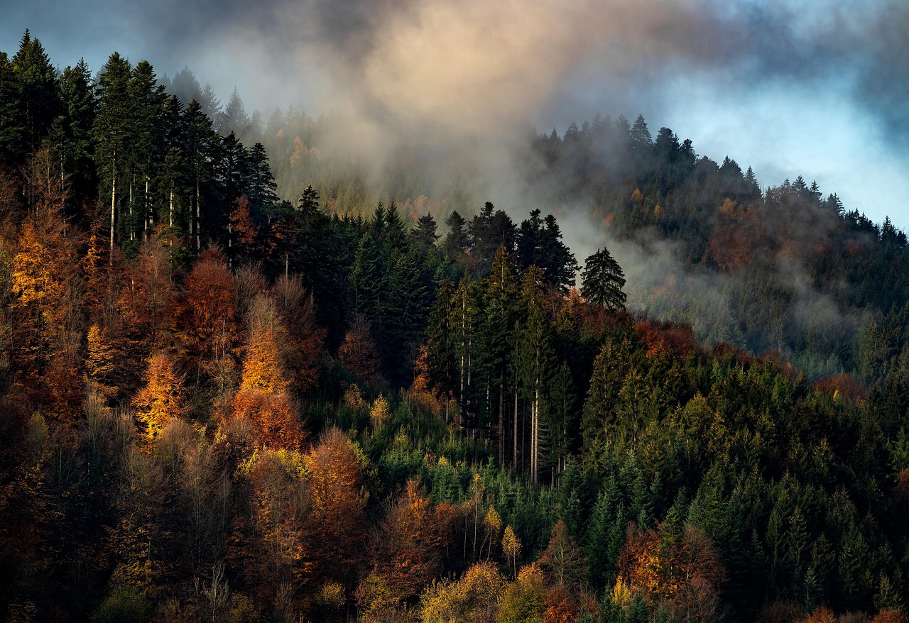 Black Forest