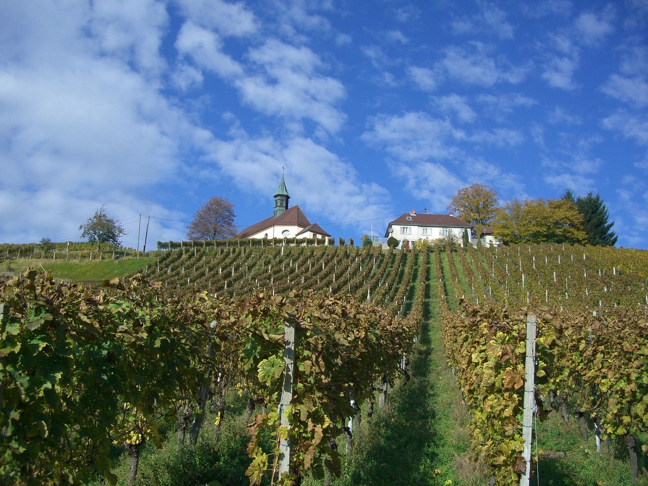Vineyards overlooking Gengenbach
