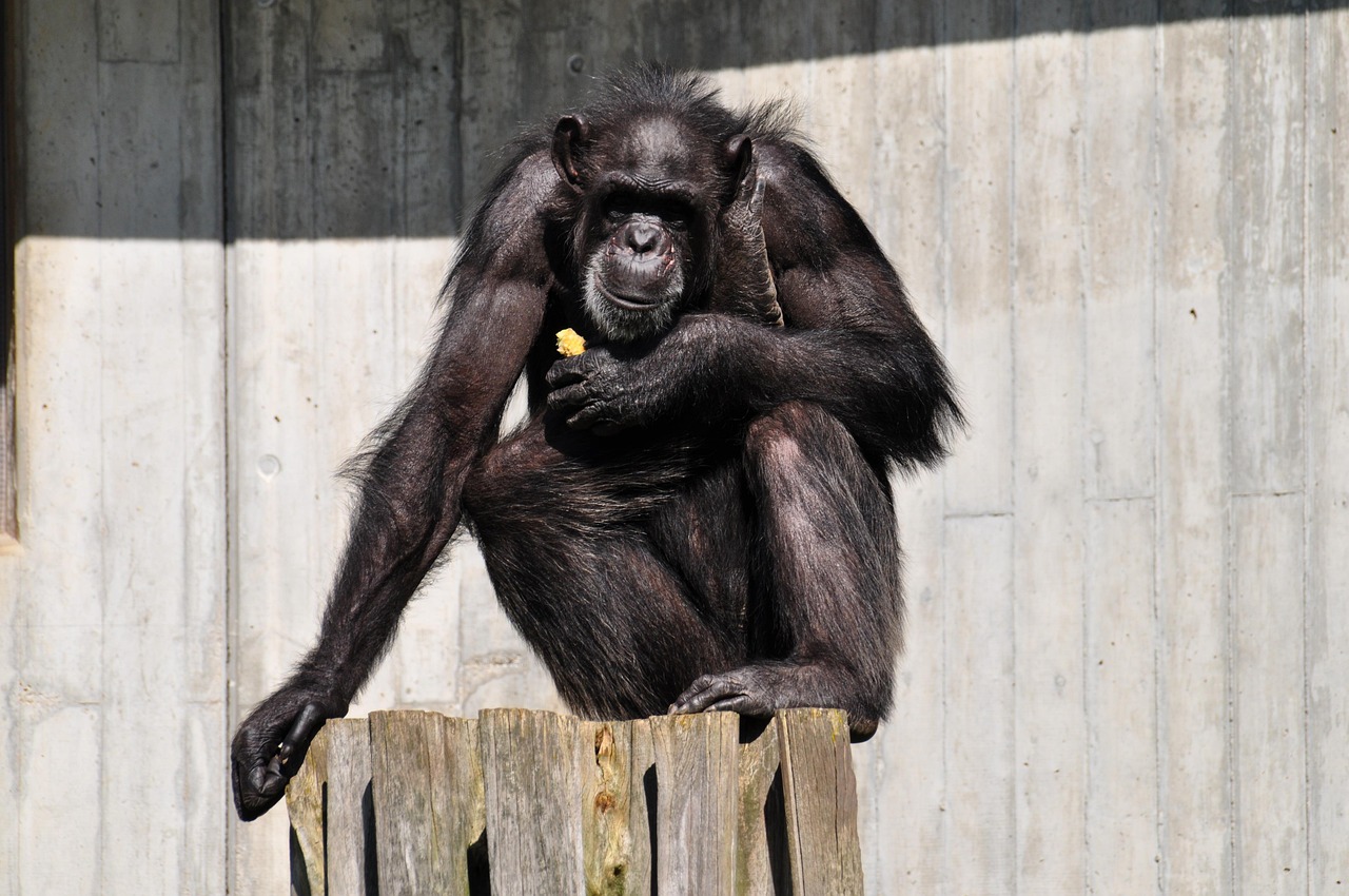 Heidelberg Zoo