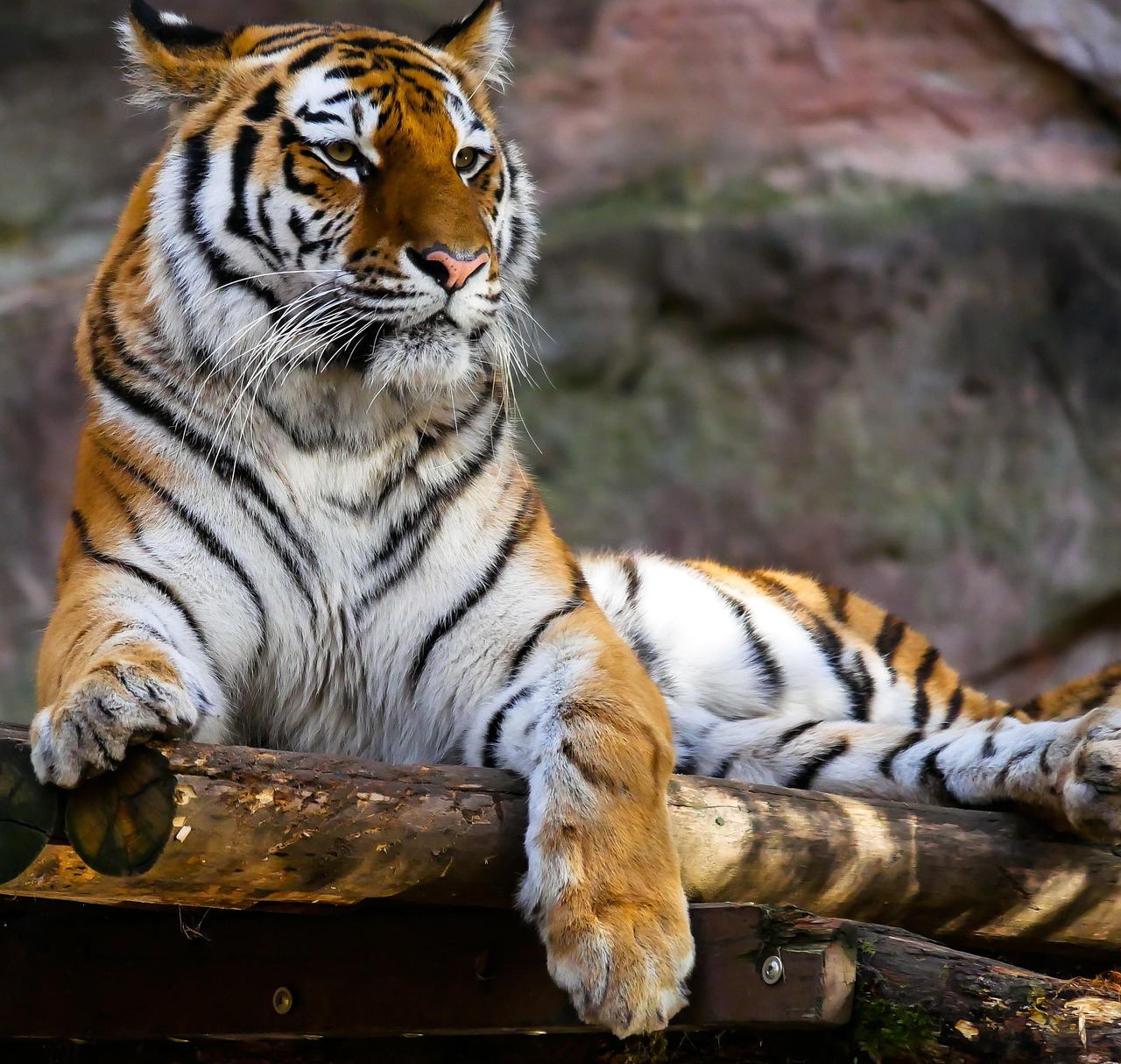 Nuremberg Zoo Tiergarten