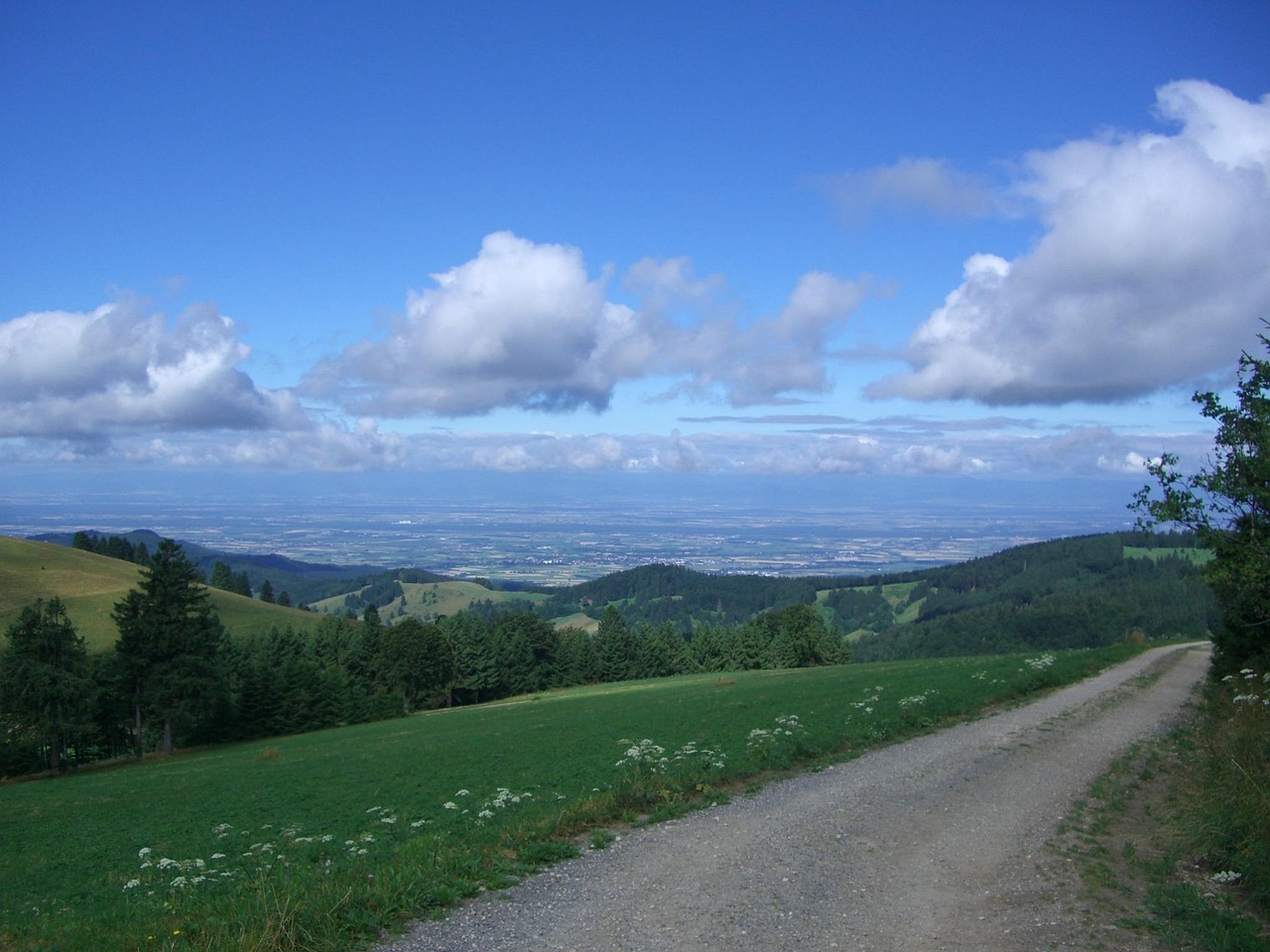 Forest hiking trail above the Rhine Valley