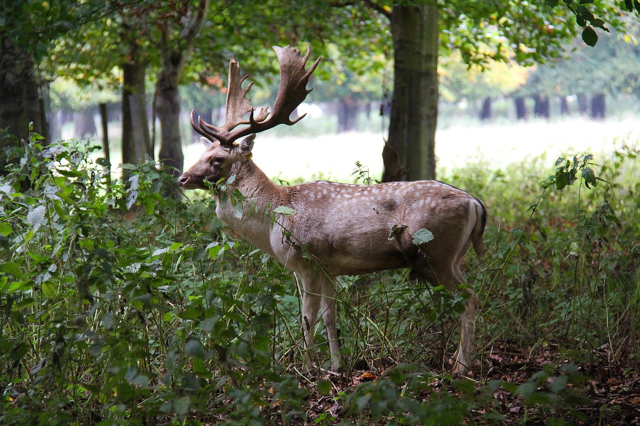 Deer in Phoenix Park Dublin