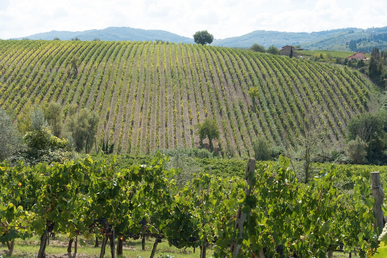 Chianti vineyards and cypress-lined road
