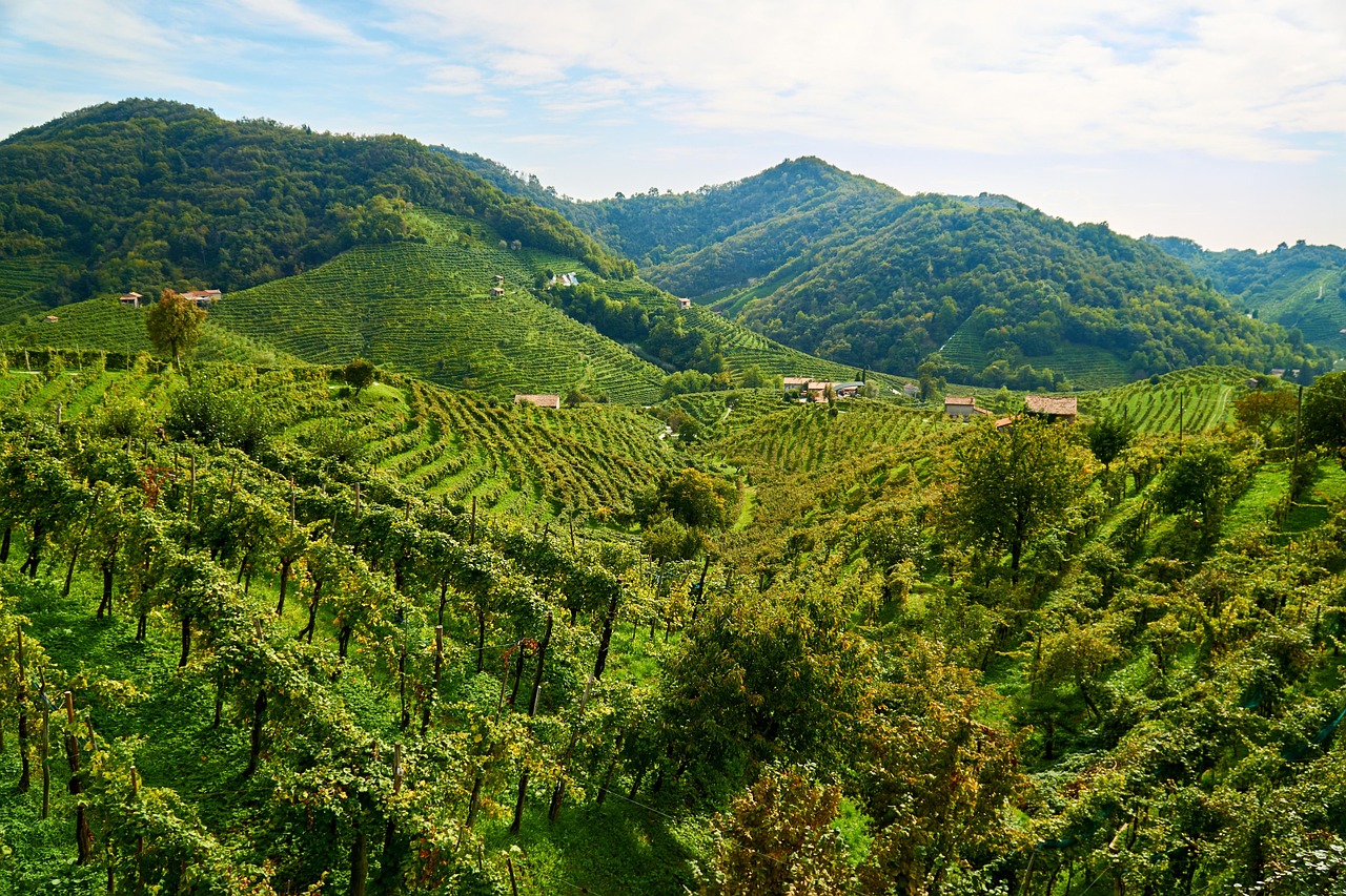 Prosecco hills vineyards in Veneto