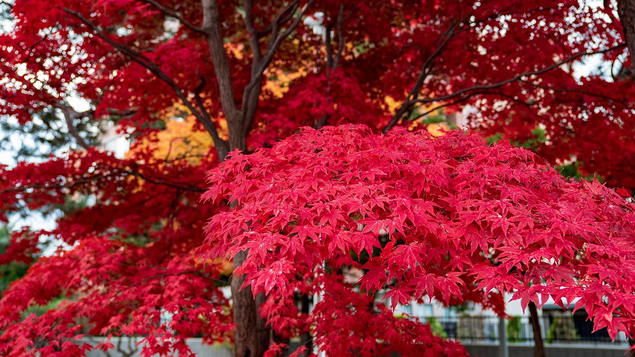 Nakajima Park lake and trees in Sapporo