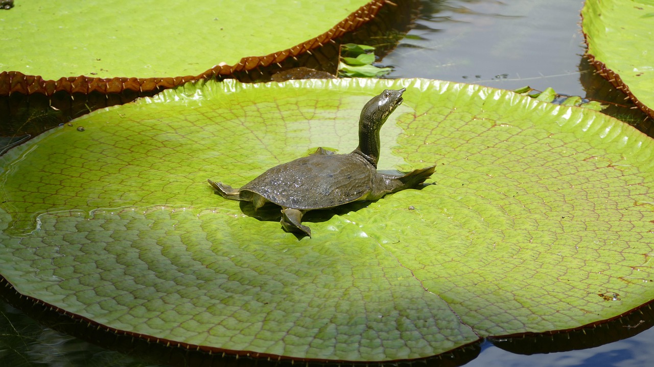 Pamplemousses Botanical Garden