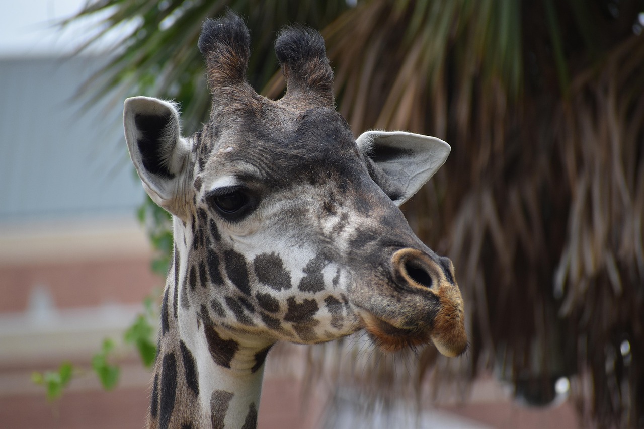 Giraffes at the Houston Zoo