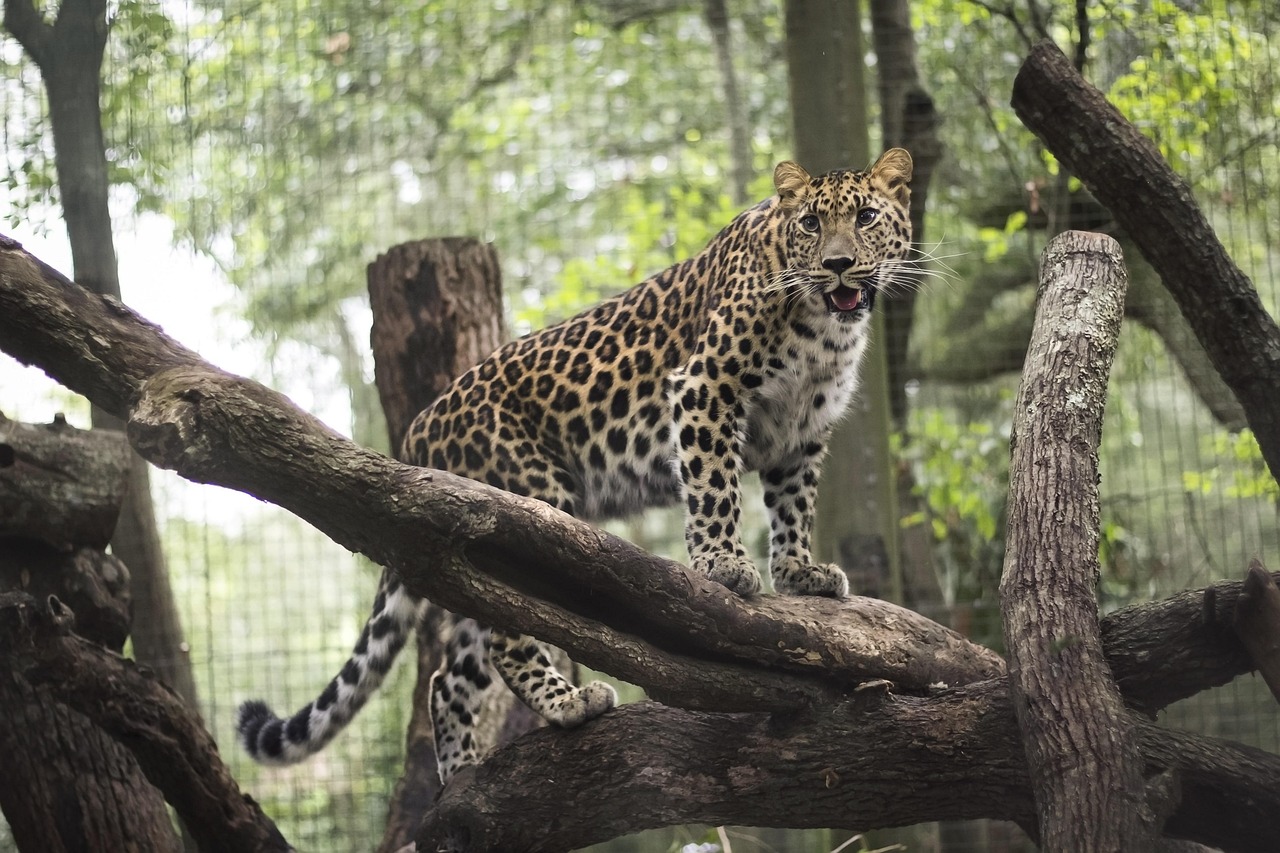 Jacksonville Zoo and Gardens