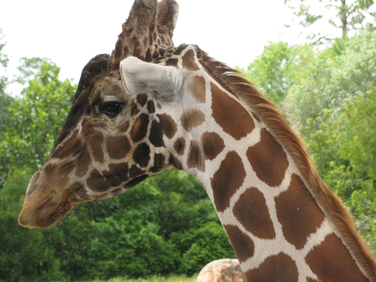 Feeding giraffes at Jacksonville Zoo