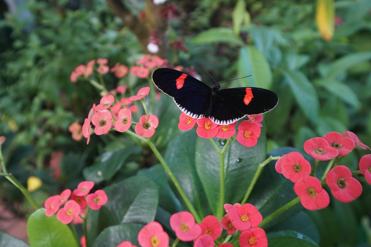 Butterflies and tropical plants at Key West Butterfly Conservatory