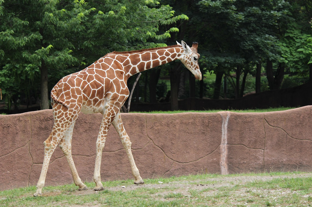 Saint Louis Zoo