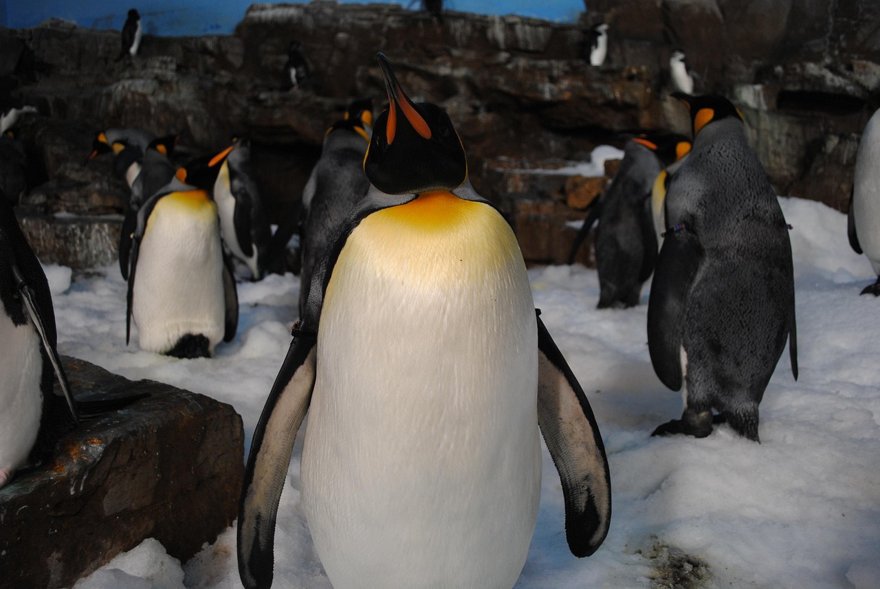 SeaWorld San Antonio theme park