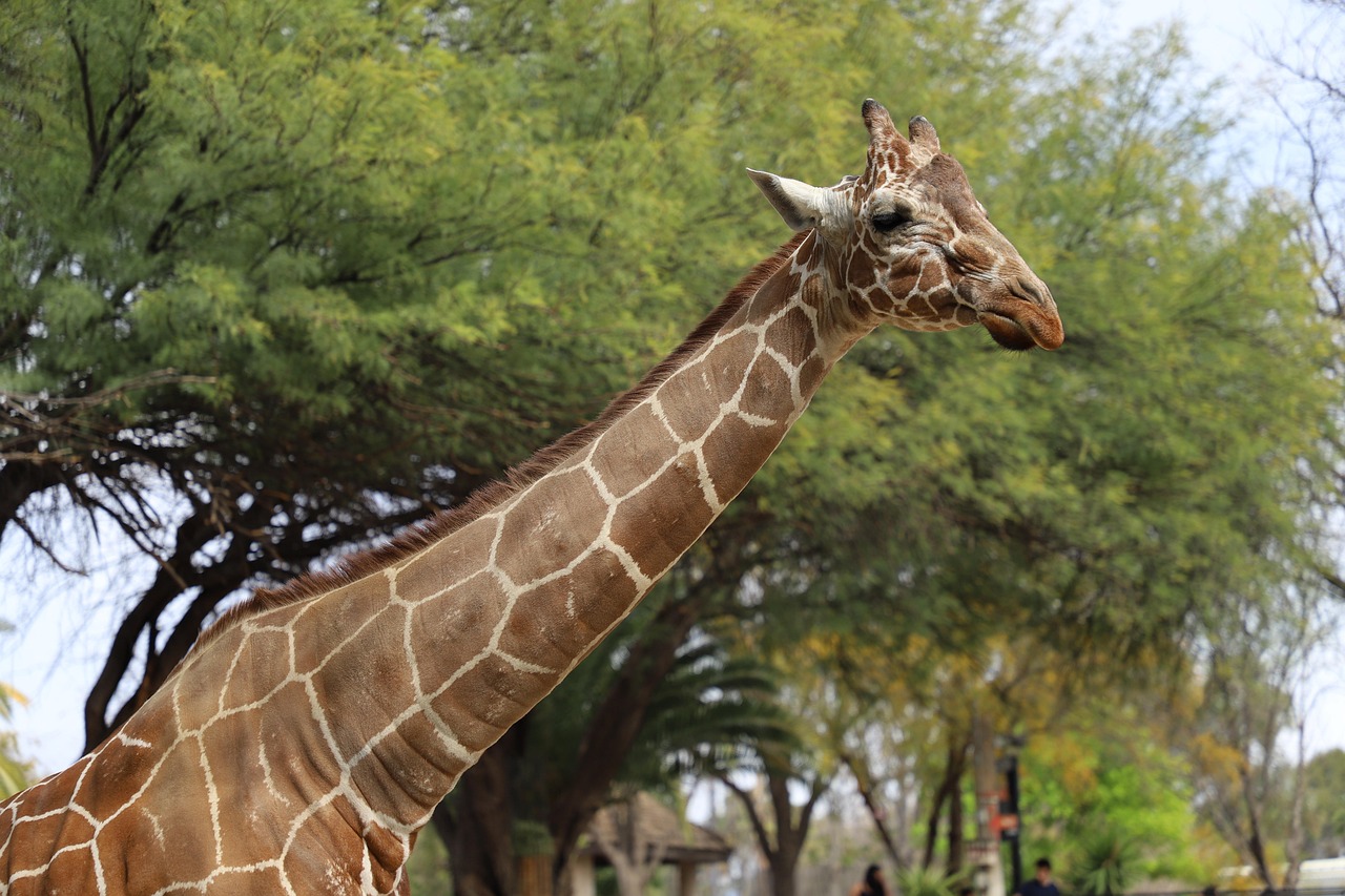 Reid Park Zoo in Tucson