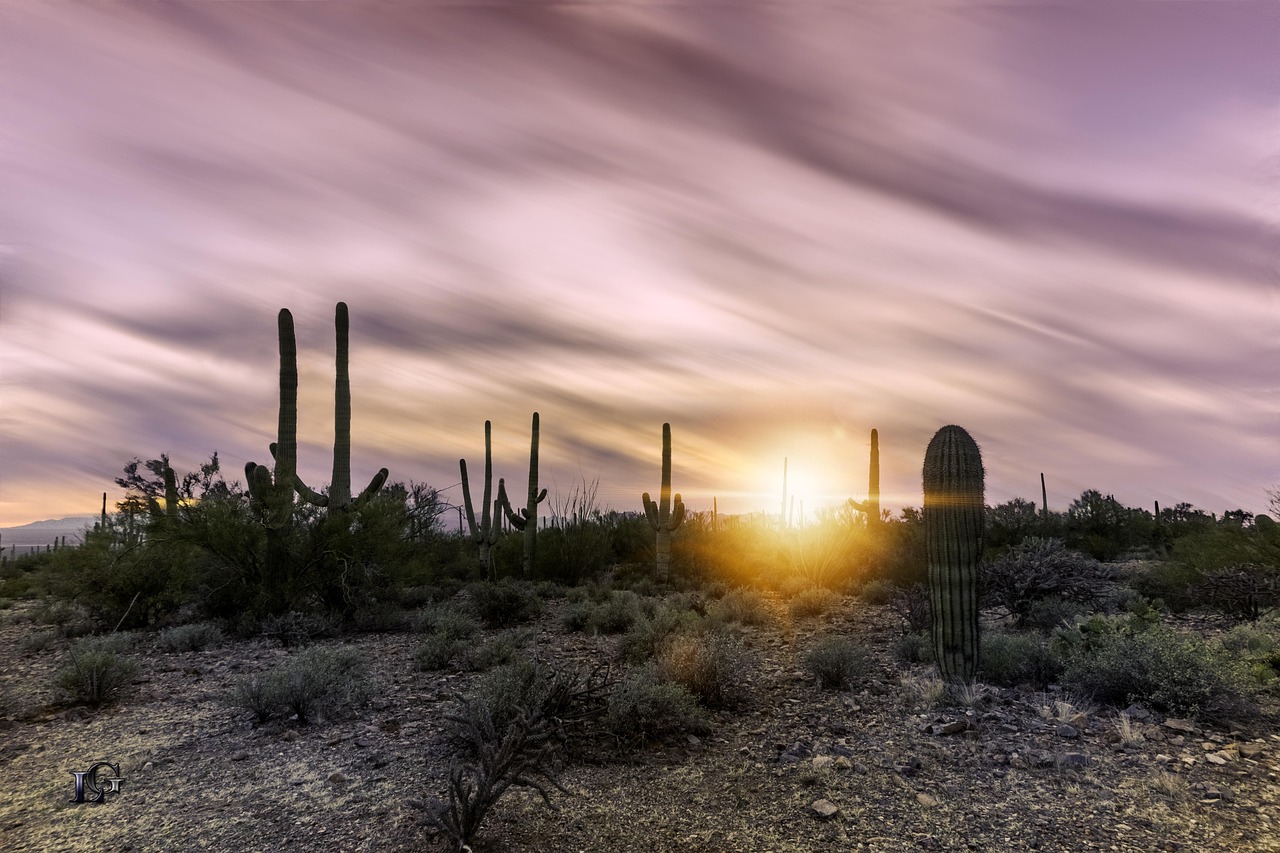 Saguaro National Park in Tucson