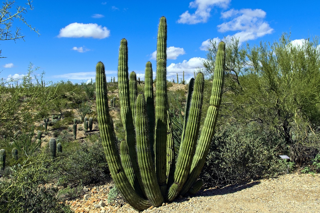 Tucson Botanical Gardens